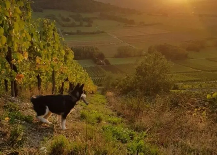 Vacation Moselsteg *